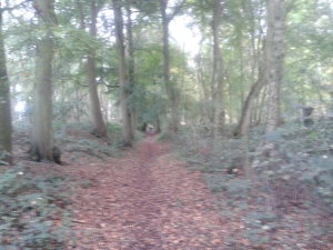 Grim's Ditch. Enchanting and a bit blurred.